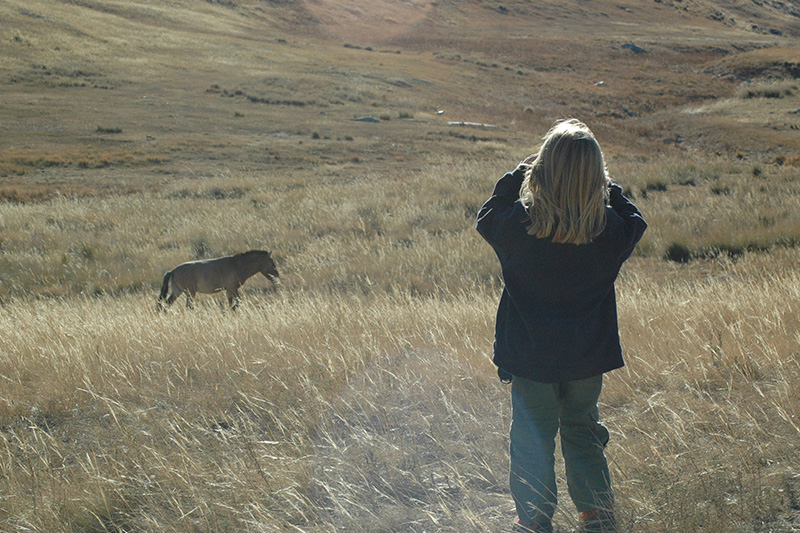 exploring-hustai-wild-horse